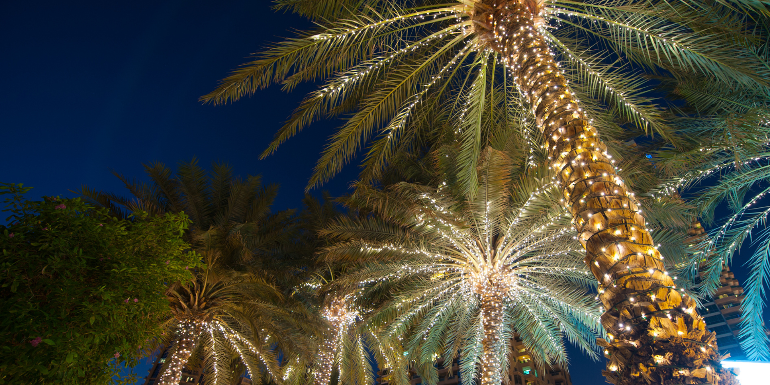 Palm Trees decorated for Christmas - Can Palm Trees Survive In Canada?